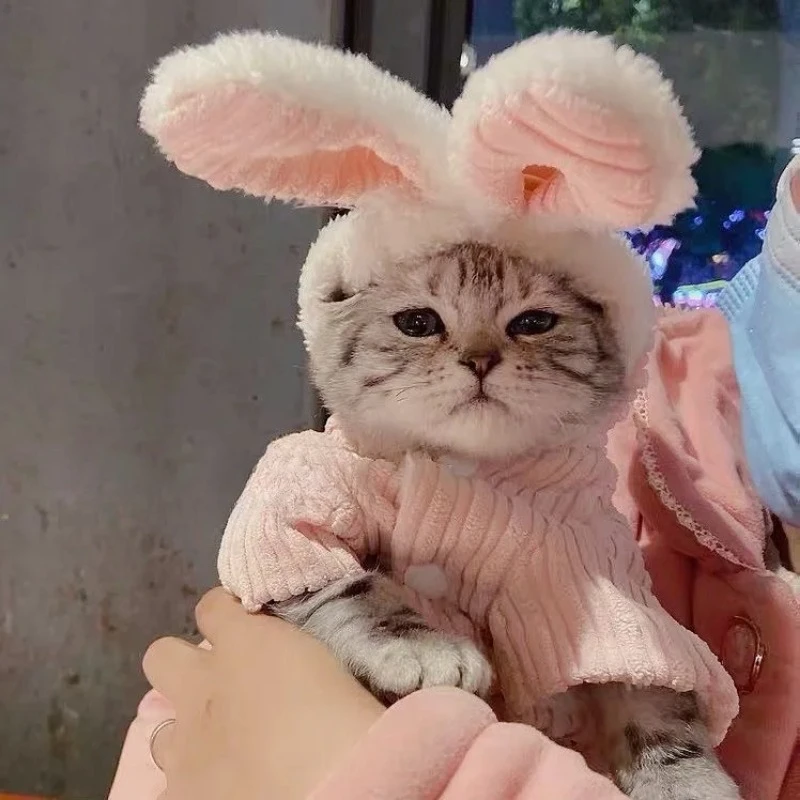 Kitten outfit 1 Kitten outfit